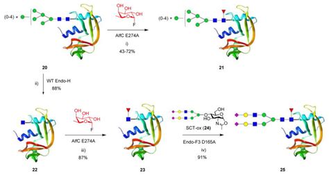 Designer α1 6 Fucosidase Mutants Enable Direct Core Fucosylation of