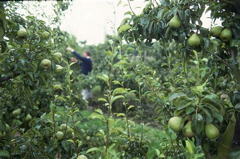 Groeikrachtkaarten Fruitbomen Voor Homogene Groei Groenten Fruit