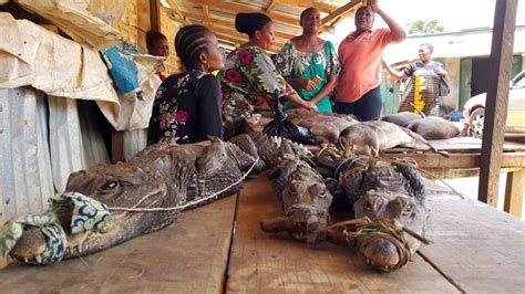 Bush Meat Trade Thriving In Lagos State Naturenews Africa