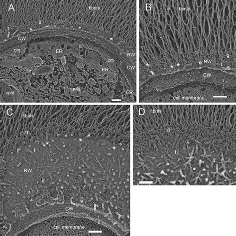 A And B Apical Fenestrated Er And The Overlying Cell Membrane Cm