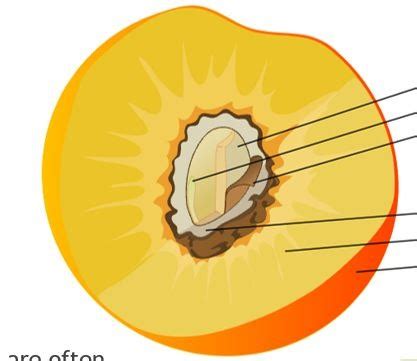 Diagram of Fruit Anatomy | Quizlet