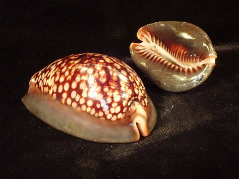 Chocolate Cowry Seashells Natural Naturally Wild Australia