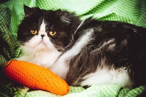 Angry Persian Cat stock image. Image of feline, fluffy - 5257381