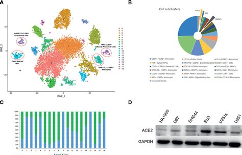 Frontiers Single Cell Sequencing Of Glioblastoma Reveals Central