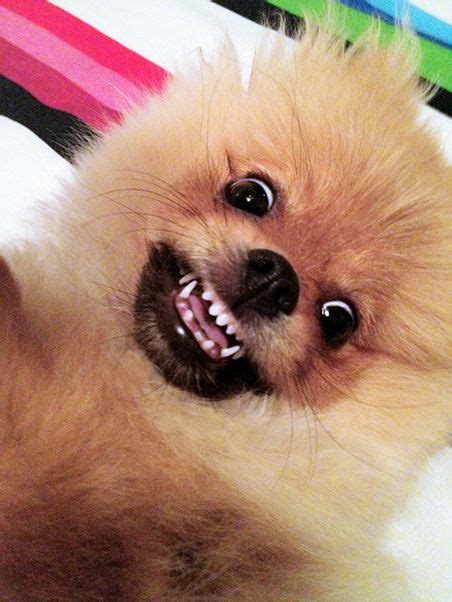 Pomeranians Funny And Cute