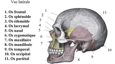 Généralités Anatomie Les os du crâne