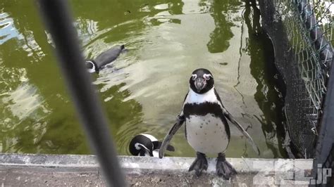 フンボルトペンギン 天王寺動物園 2019年11月20日 Zfcjp