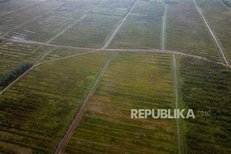 Food Estate Jadi Penguatan Ketahanan Pangan Berkelanjutan Republika