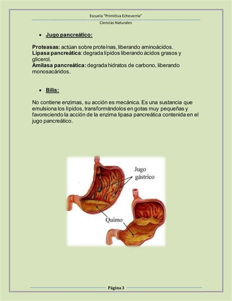 Ingesti N Y Digesti N De Nutrientes Pdf