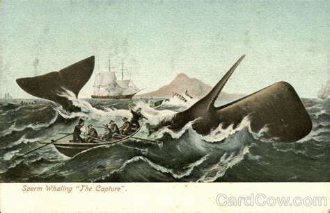 Sperm Whaling The Capture Canoes And Rowboats Postcard