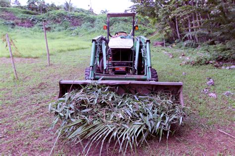 Wild Organic Vanilla Beans | Tahiti Organic