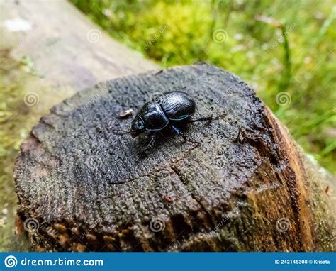 Close Up Shot Of Earth Boring Dung Beetle Or Dor Beetle Geotrupes