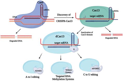 Frontiers The Basis And Promise Of Programmable RNA Editing And