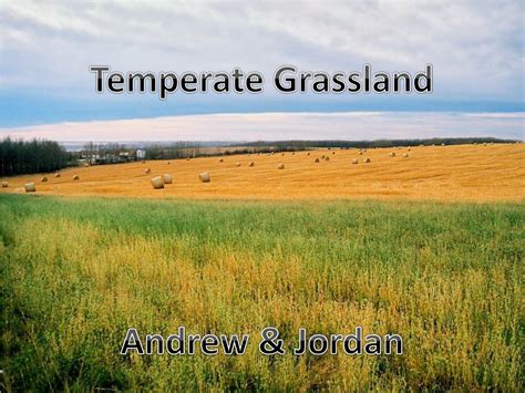 temperate grasslands animals plants  threats powerpoint