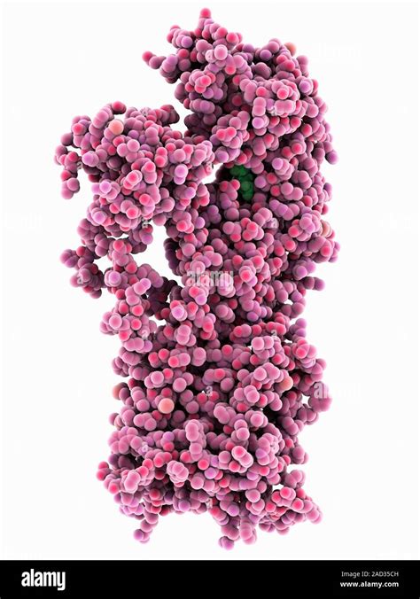 Membrane proton pump. Molecular model showing the protein structure of a proton pump, a ...