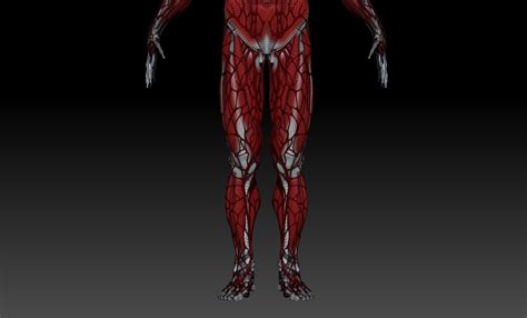 Human Anatomy 3D Model $20 - .ma - Free3D