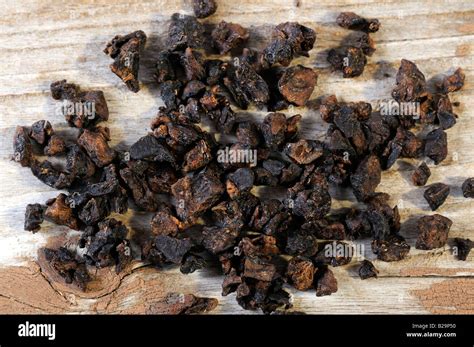 Tuber Fleeceflower Root He Shou Wu Stock Photo Alamy