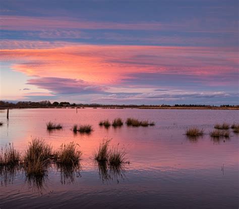 Histoire Naturelle Et Humaine Du Marais Des Baux Festival De La Camargue