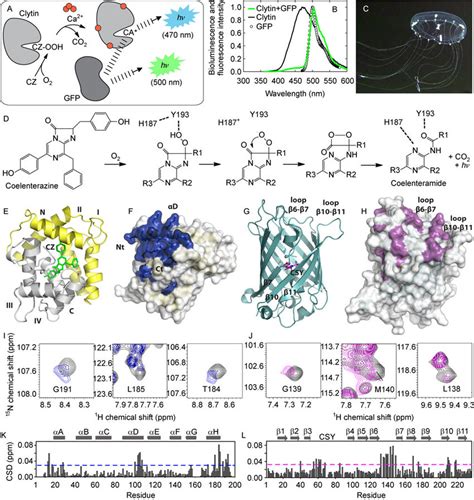 Bioluminescence system of the jellyfish Clytia. (A) Schematic ...