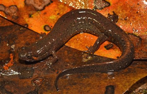 Carolina Swamp Dusky Salamander South Carolina Partners In Amphibian