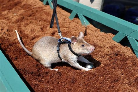 Kuow Hero Rats Go On Display At Tacoma Zoo Their Relatives Are