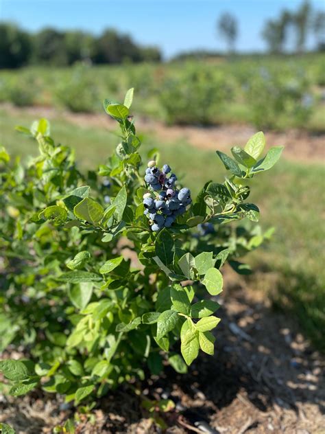 Michigan Blueberry Farm Tour 2022 The Produce Moms