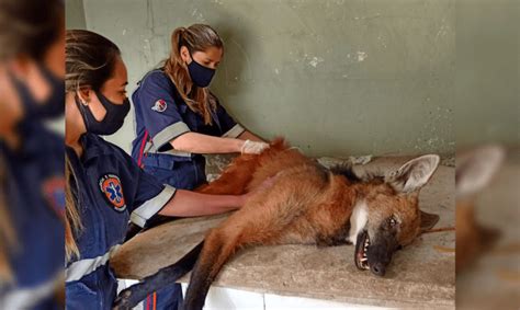 A O Conjunta Resgata Lobo Guar Em Bragan A Paulista Jornal Bragan A