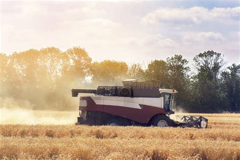 Harvester Machine To Harvest Wheat Field Working. Combine Harvester ...