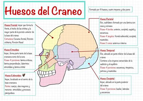 Huesos del Cráneo Labnotes uDocz