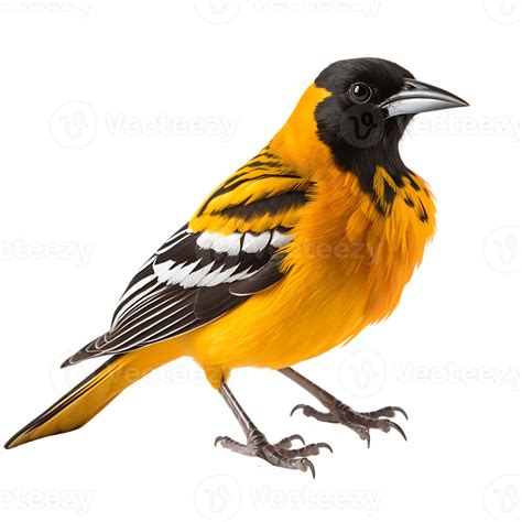 Beautiful Baltimore Oriole Bird On Transparent Background Ai Generated