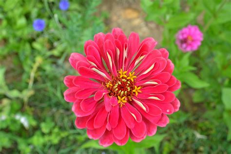 Zinnia Fleur Rose Pétales Photo gratuite sur Pixabay Pixabay