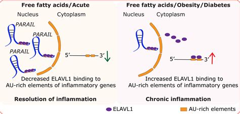 Palmitic AcidInduced Long Noncoding RNA PARAIL Regulates Inflammation