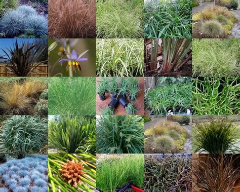 Grass Collage Different Types Plantinspirations Nursery Online Fescue ...