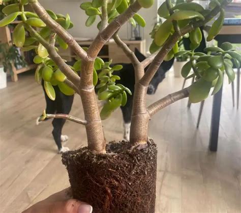 When And How To Repot Jade Plant Crassula Ovata Citycacti