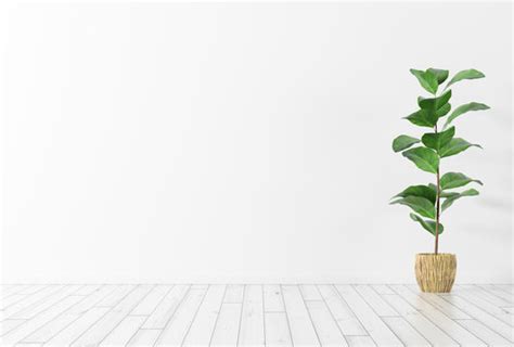 House Plant White Background Images – Browse 7,434 Stock Photos, Vectors, and Video | Adobe Stock