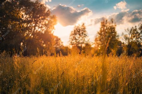 Premium Photo Abstract Soft Focus Sunset Field Landscape Yellow Flowers And Grass Meadow Warm