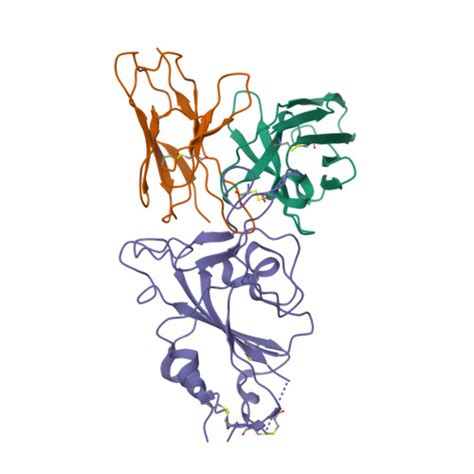 RCSB PDB 8J1T Local Refined Cryo EM Structure Of Omicron BA 5 RBD In