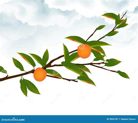 Orange Branch