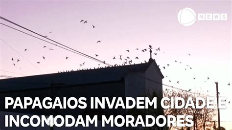 Papagaios Invadem Cidade Argentina E Incomodam Moradores Youtube