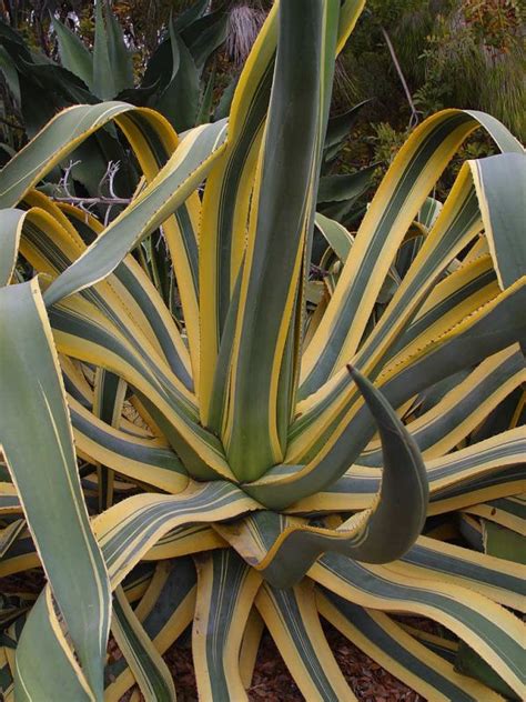 Gambar Alam Menanam Bunga Hijau Daun Daun Aloe Eksotik Kosta