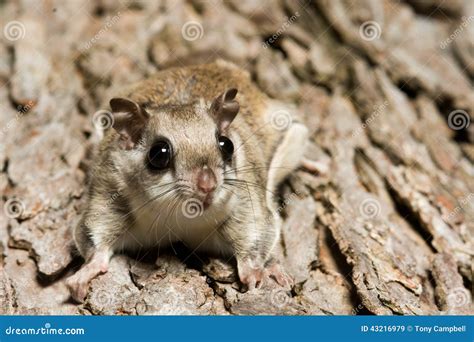 Southern Flying Squirrel Stock Image Image Of Outdoors 43216979