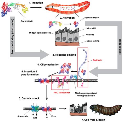molecular genetic basis  lab  field selected bt resistance