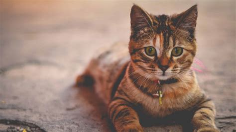 Top 5 Des Plus Beaux Chats Notre Sélection En Image