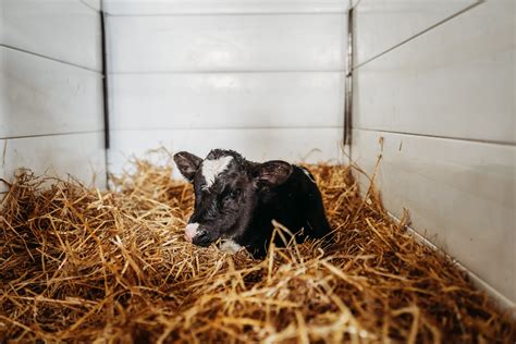 Back To Basics Calf Care Four Easy Ways To Improve Calf Health