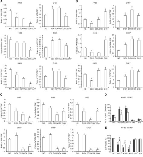 Figure 1 From Mechanisms Underlying Lung Resistance Related Protein