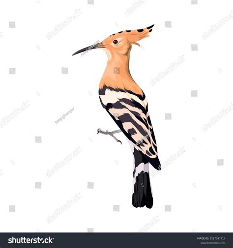 Hoopoe Eurasia Bird Vector Illustration Stock Vector Royalty Free