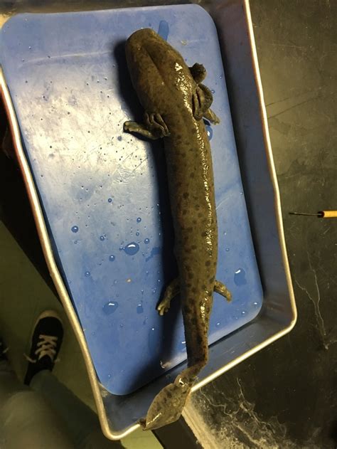 mudpuppy - Zoology PORTFOLIO