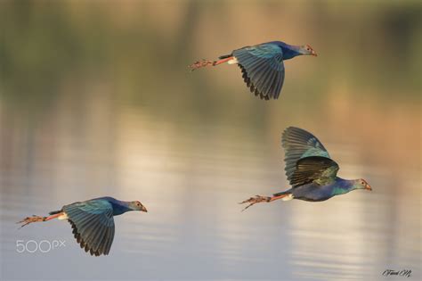 Wallpaper Birds Animals Nature Photography Wildlife Beak Flight