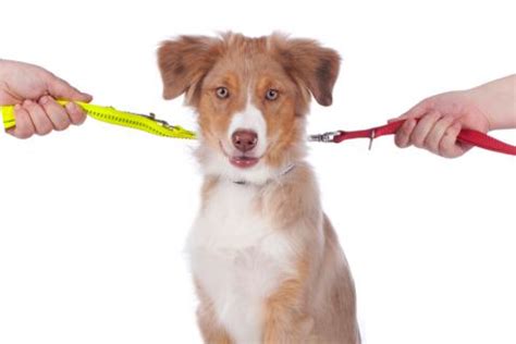 En Un Divorcio Qui N Se Queda Con La Mascota