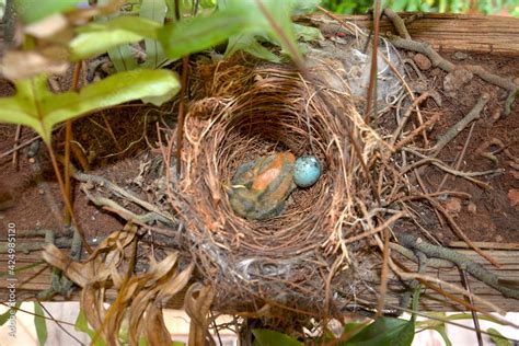 Mynah Bird Egg